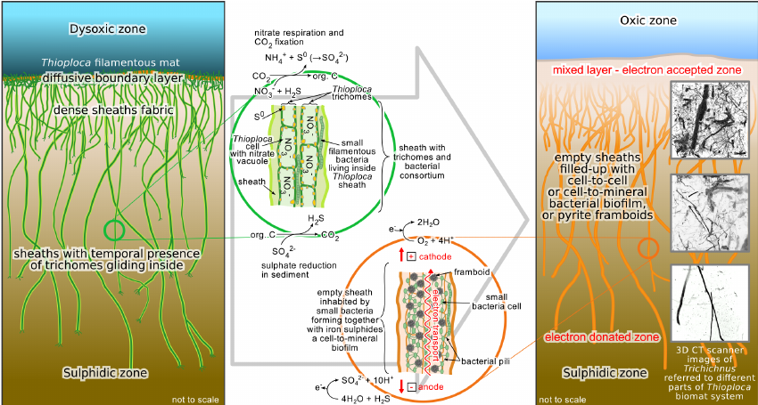 Model-of-the-origin-of-Trichichnus-The-ecology-of-Thioploca-mat-system-and-their